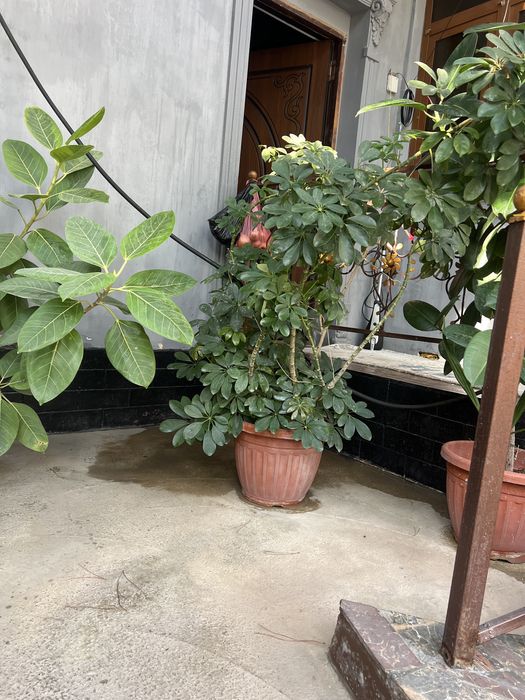 Гул ишкивозлари учун тезкор сотилади