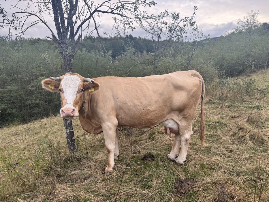 Vaca de vanzare cu vitea
