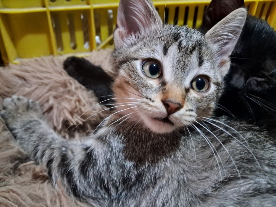 Dau spre adopție pisicuțe