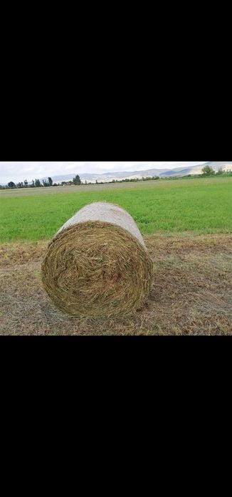 Baloti rotund 120x120