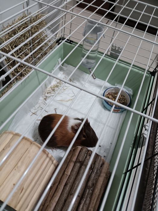 Porcușor de guineea