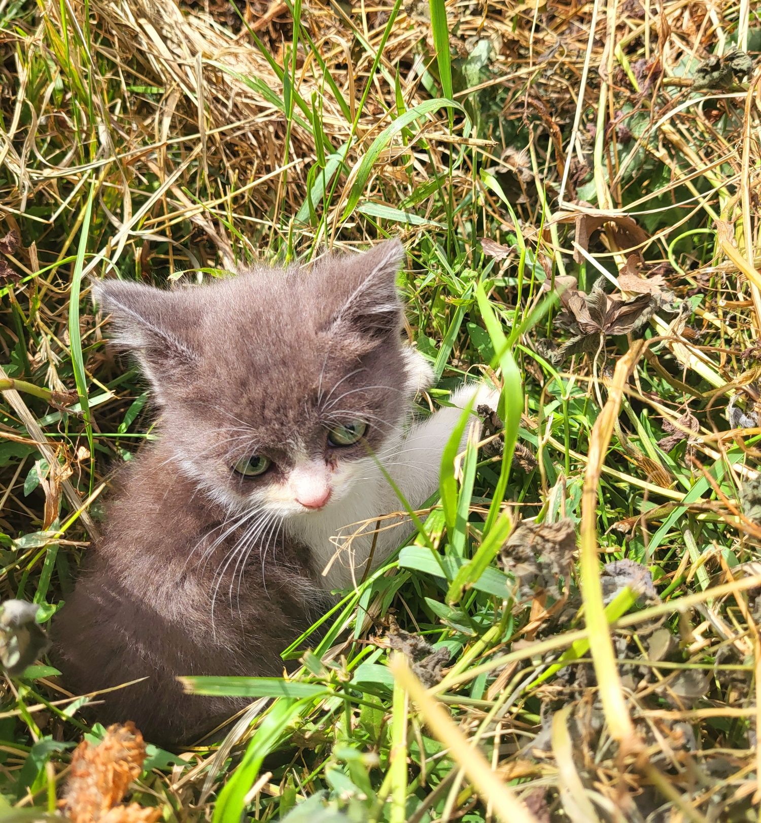 Котёнок, девочка