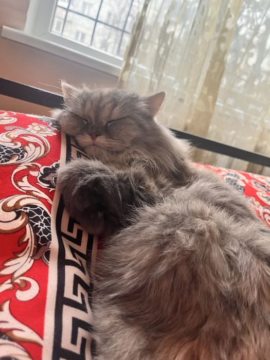 Отдаю кошечку в добрые руки