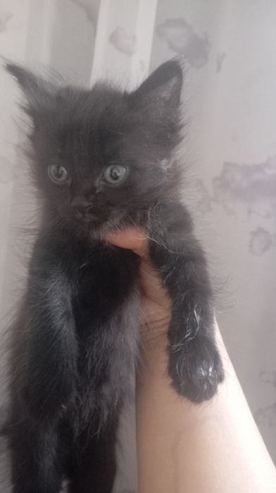 Сиамский   кошки