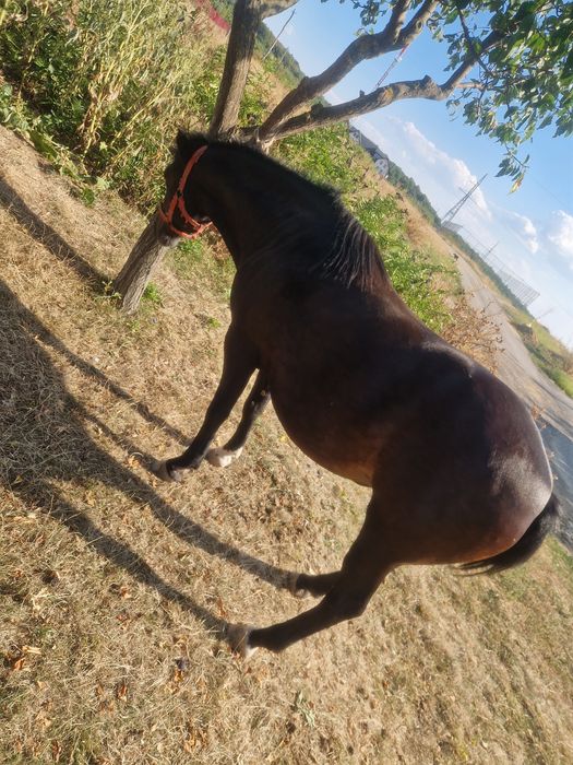 Vînd mînză gestantă