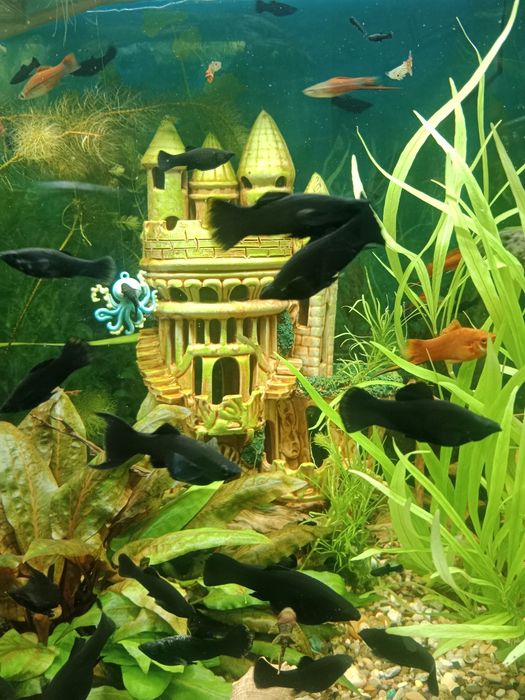 Продам моллинезий