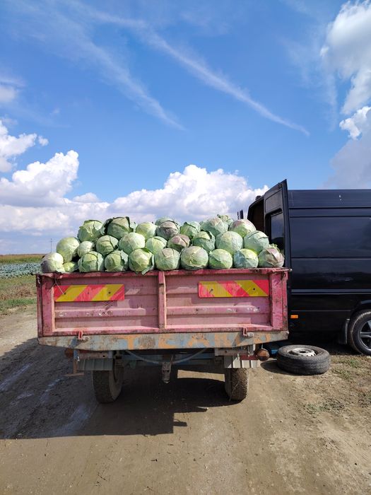 Vând varză românească