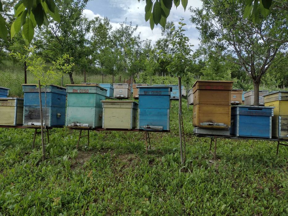 Vând propolis calitate foarte buna - 4 kg