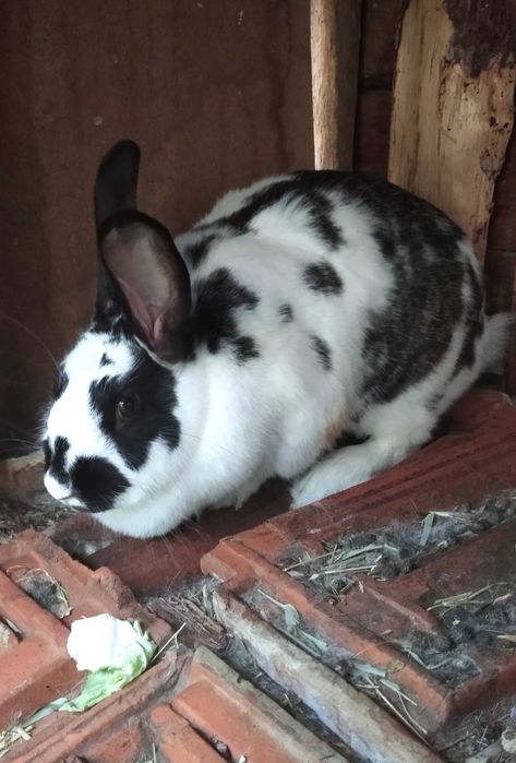 Зайци кръстоска с великан