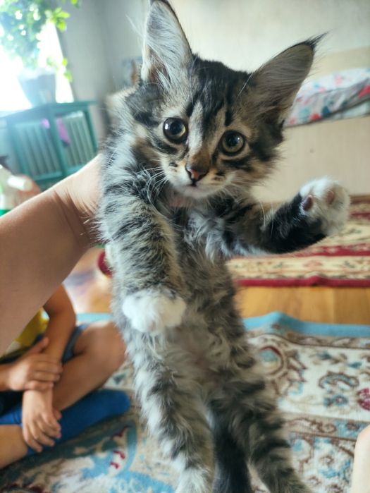 Котята, 2 мальчика 1 девочка