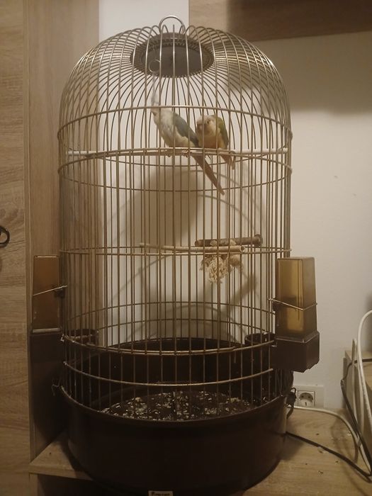 Cusca papagali model deosebit adusă din Franța