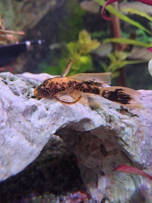 Akvarium podstavkasi bilan sampli 200litr