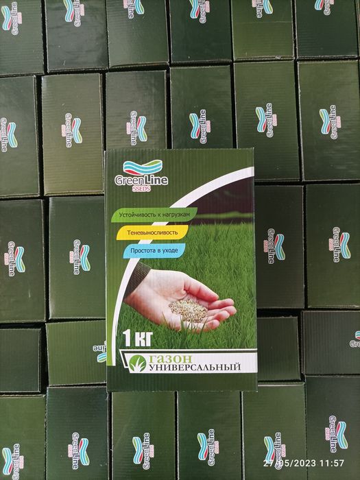 Gazon urugʼi  maysa chim