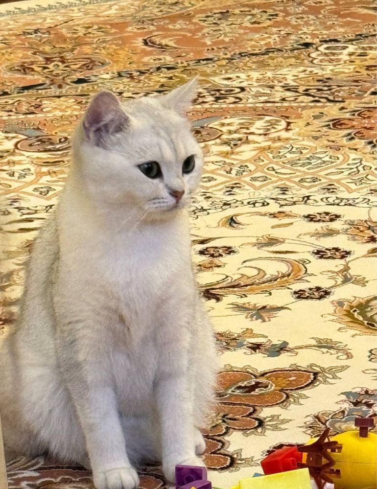 Британская серебристая шиншилла