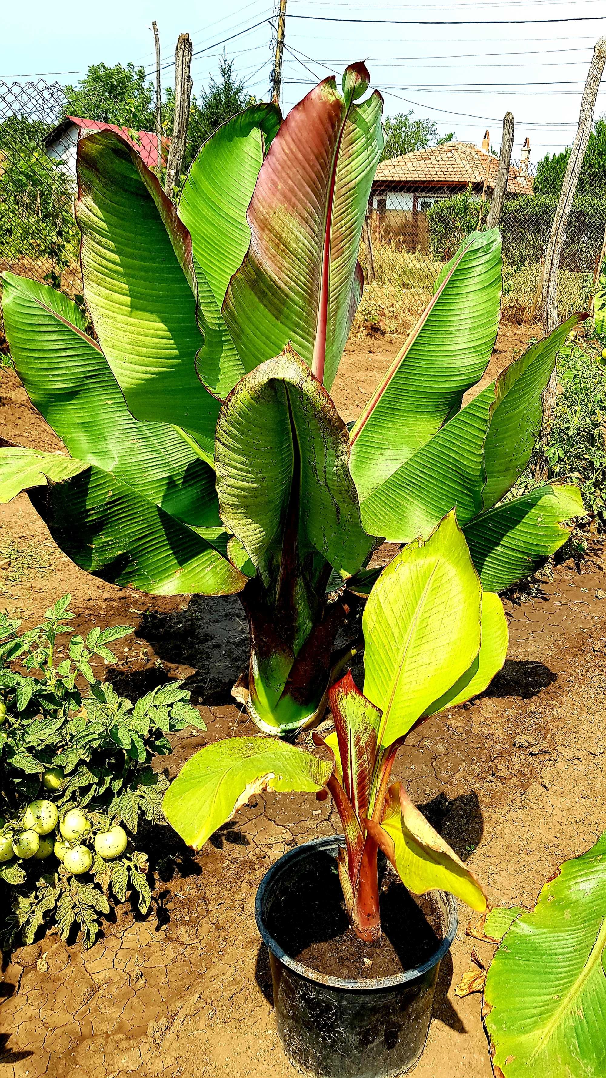Bananier ce doar primavara-toamna rezistă plantat afară,apoi ghiveci