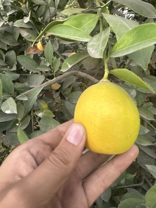 Limon  1 kg si  25 000