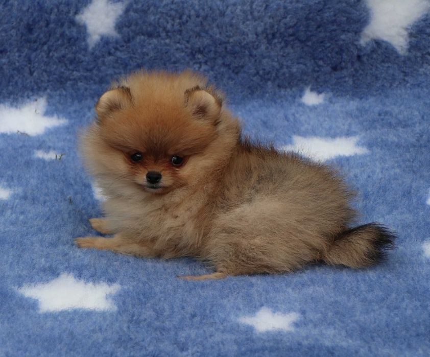 Pomeranian cu pedigree FCI