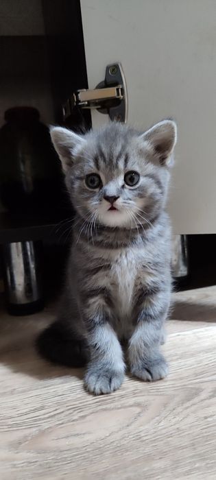 Продам шотландских котят.