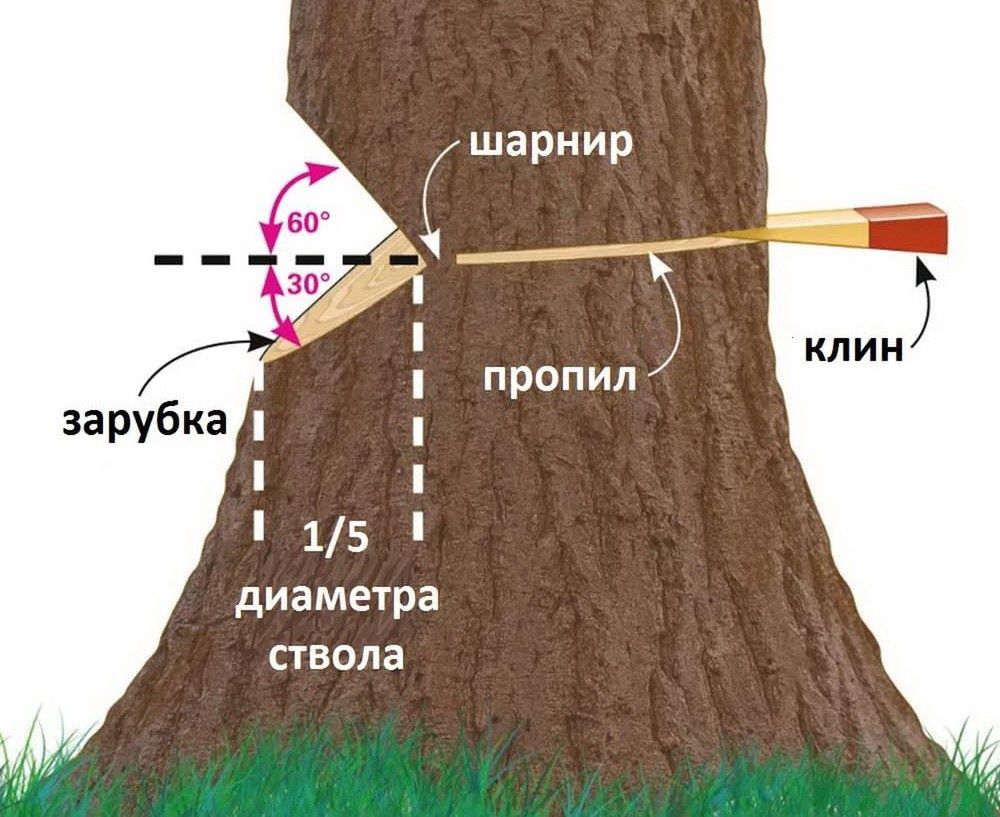 Обрезка деревьев дарахт кесиш хизмати daraxt kesish