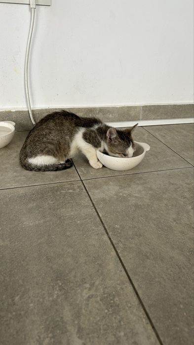 pisica spre adoptie