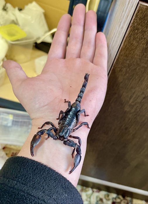 Heterometrus Spinifer