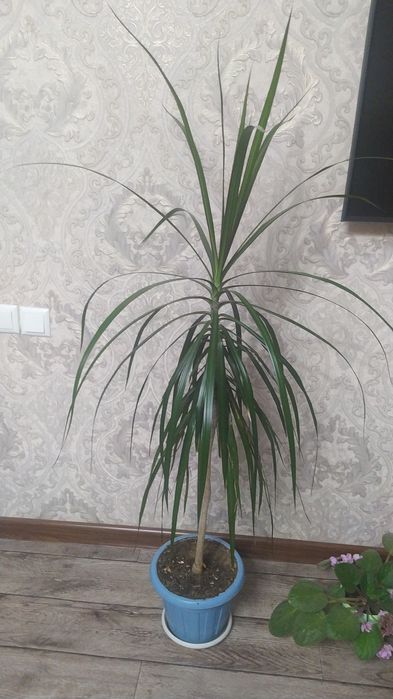 Красивый пальма драцена