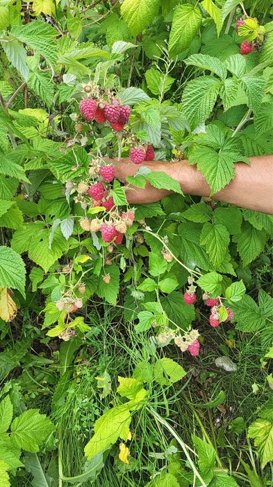 Butasi zmeura Glen Ample