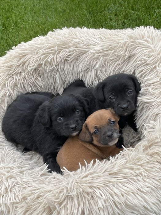 Donez catei talie mica