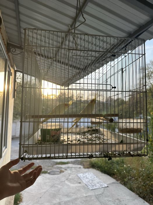 To’tiqush karella juft 2 ta sotiladi qafasi bilan 550000 kelishamiz