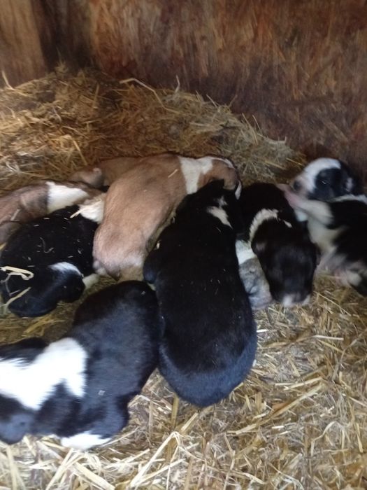 Щенята порода азиатской