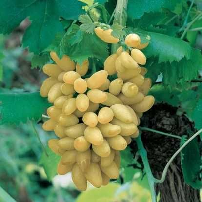 Butasi Vita De Vie Soiul Pizzutello Bianco