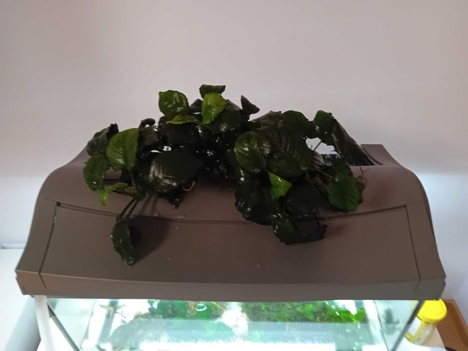 Anubia planta acvariu 50 cm