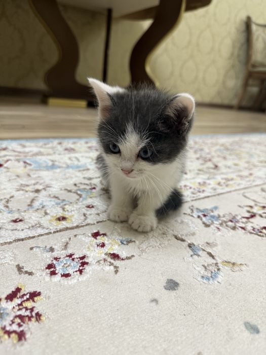 Продам породистую кошку