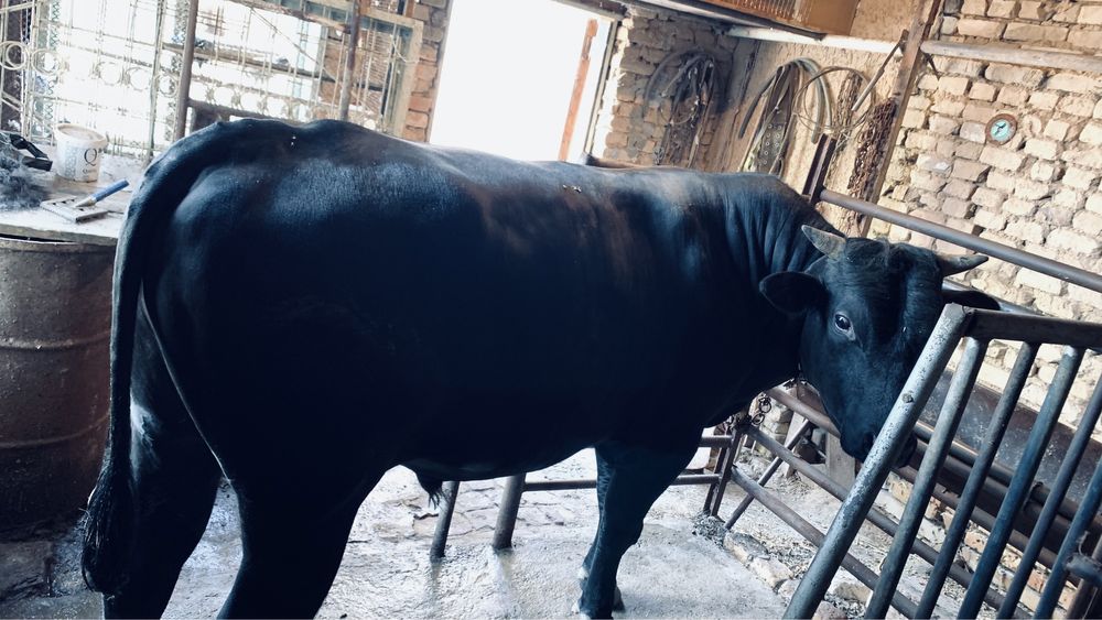 BUQA qurbonlikga 2dona uyda boqilgan