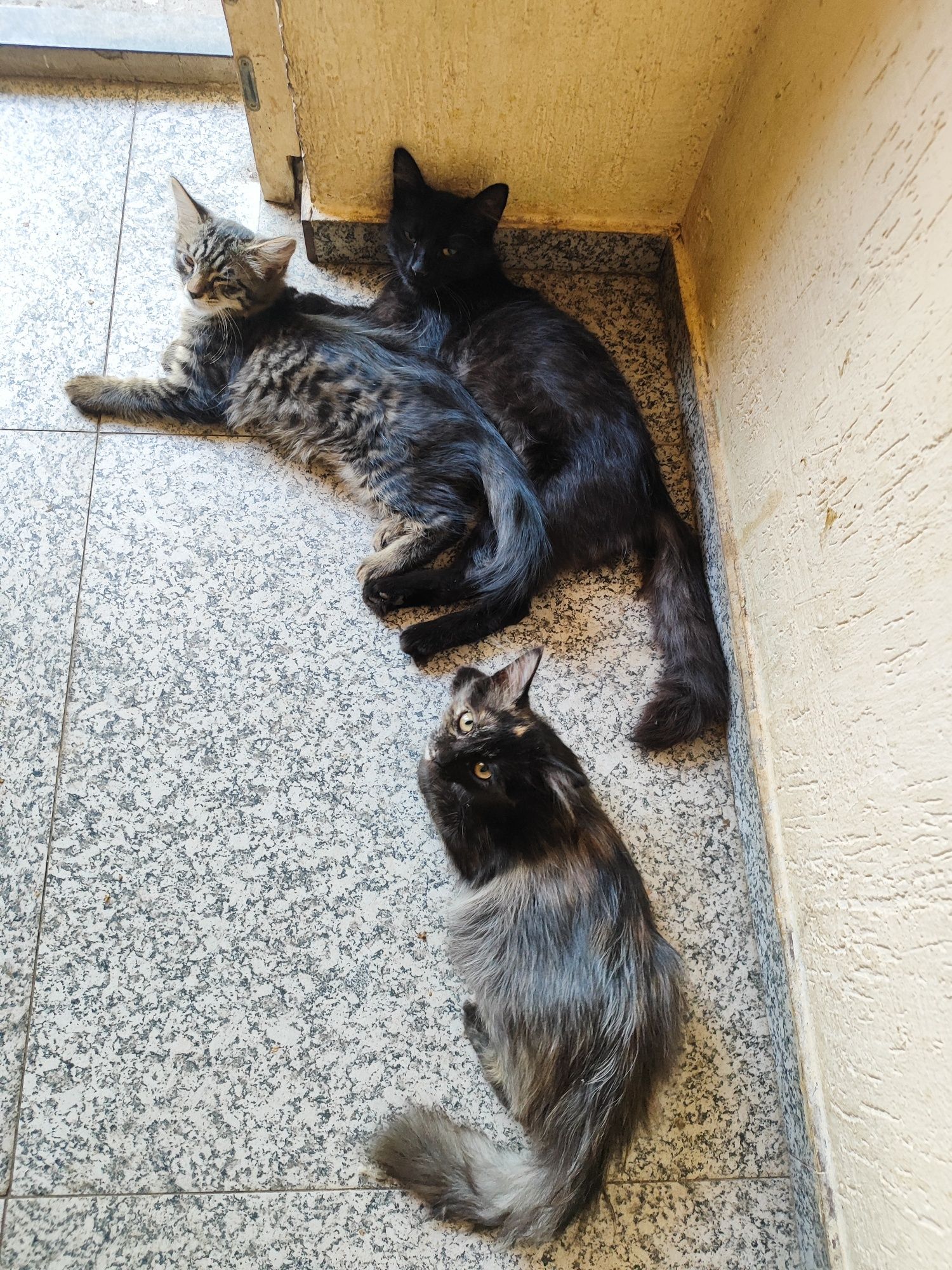 Отдаю котят в хорошие руки