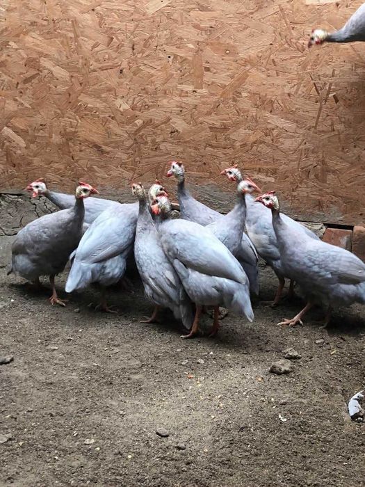 Bibilici Albe sau Albastre – sănătoase și bine crescute