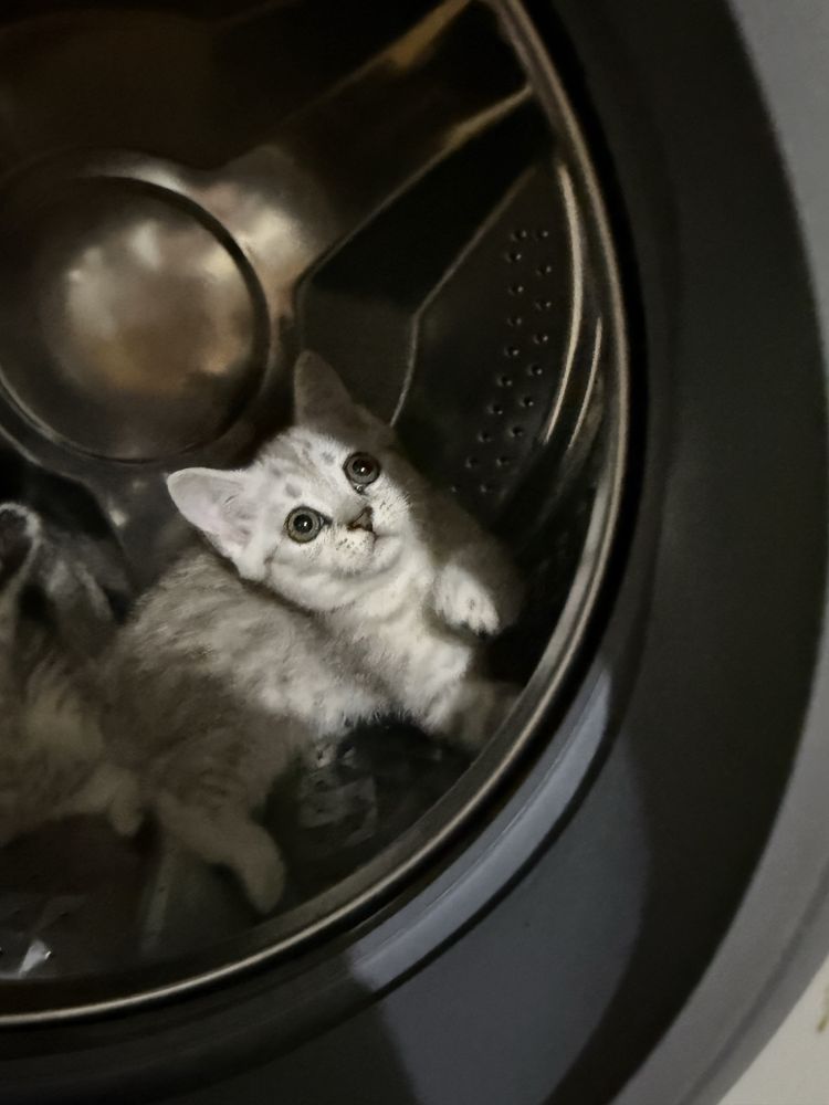 Котята скотиш страйт