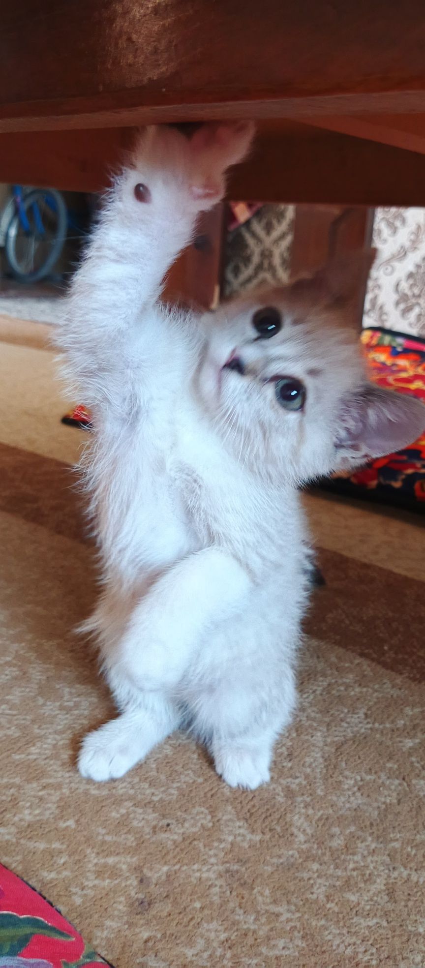 Продается котик смешанный