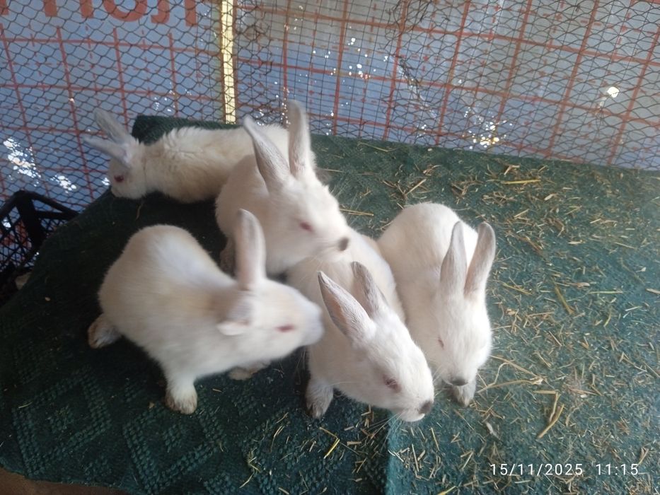 Kaliforniya bolalari sotuvda