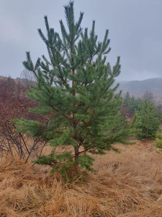 Tuia mesteacăn tei Leylandii