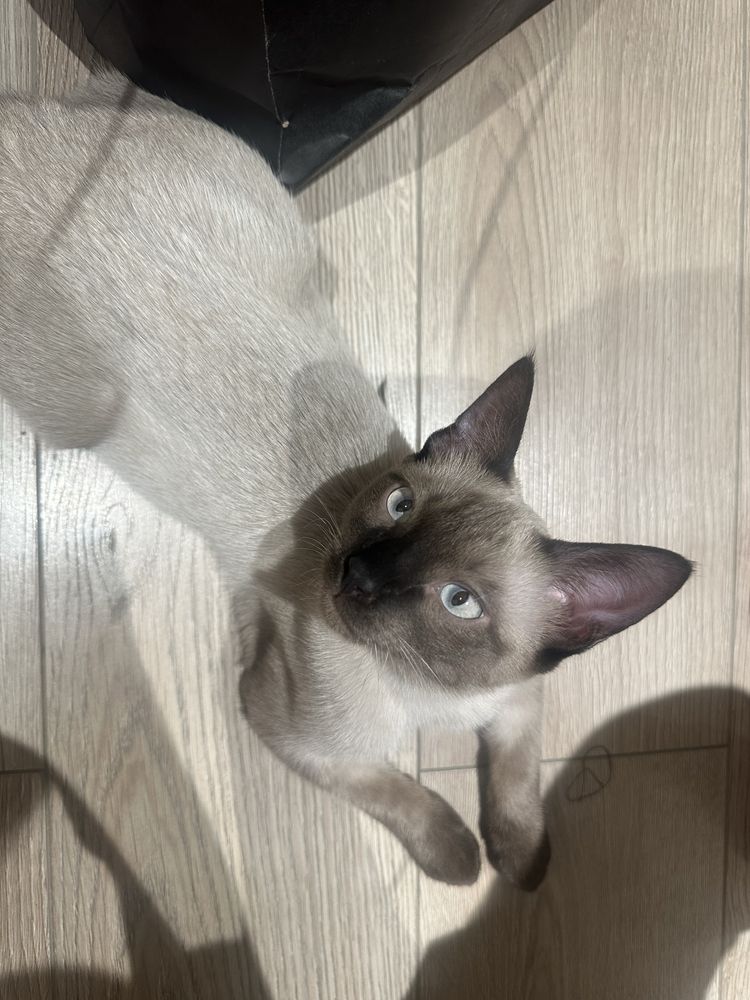 Сиамские Котята подростки