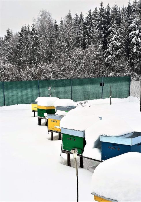 Apicultor Cluj vând miere de albine