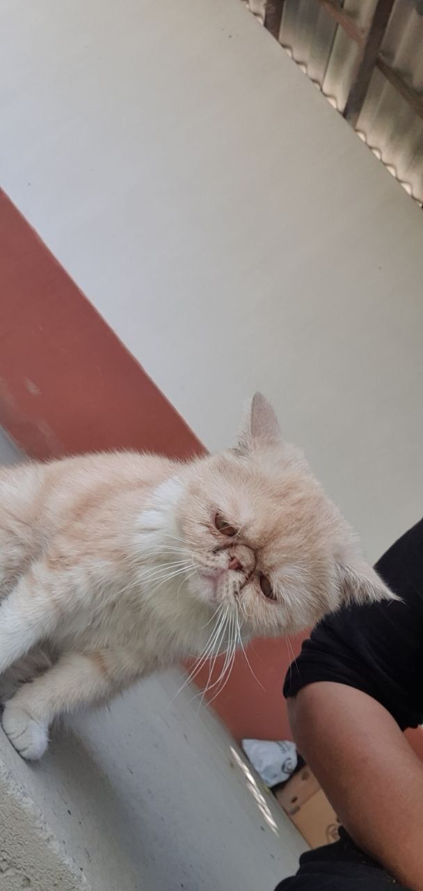 Mushuk Ekzot zotli. Qiz. Bir yoshda.