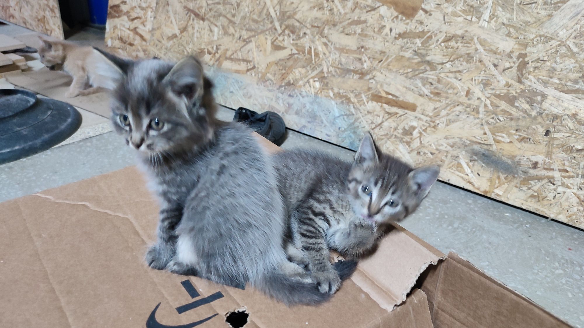 Котята бесплатно