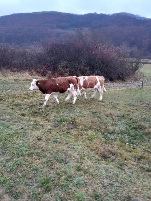 Vand trei tăuraşi și o vițea în vârstă de opt noua luni