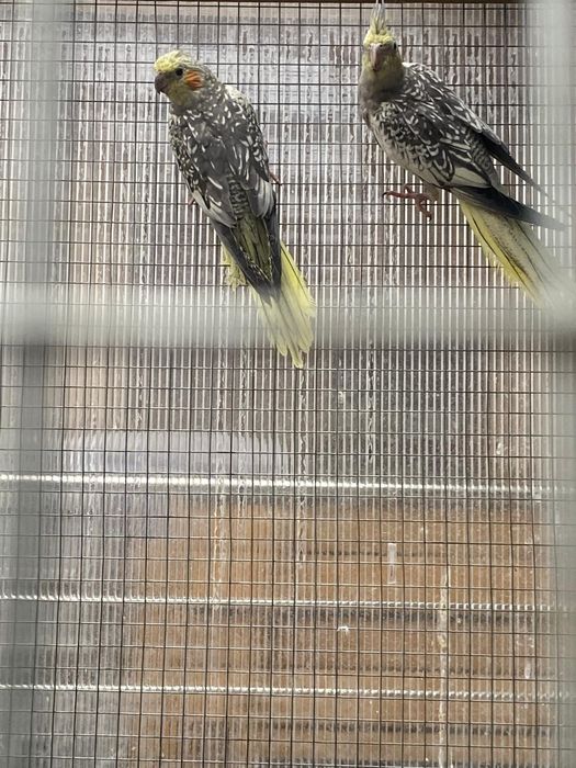 Vand papagali si canari