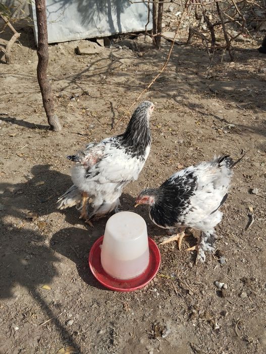 Светлый  палевый жужжала сотилади