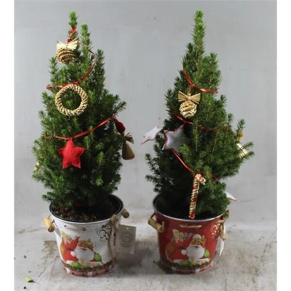 Продам ель голубая ёлка зелёная живая в горшке