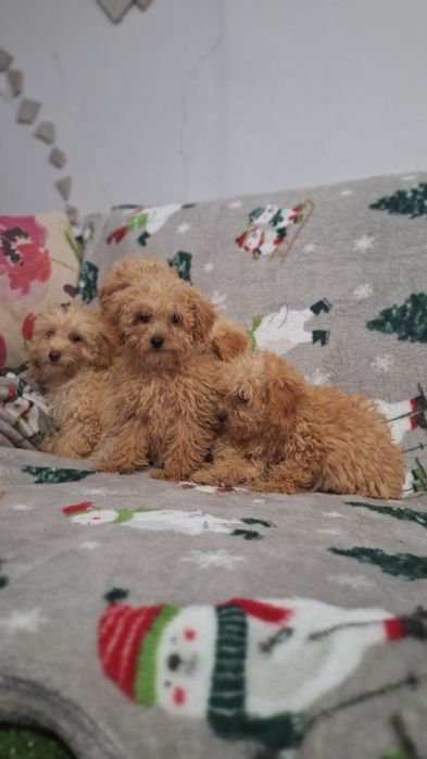 Пудел Той пуделчета момичета