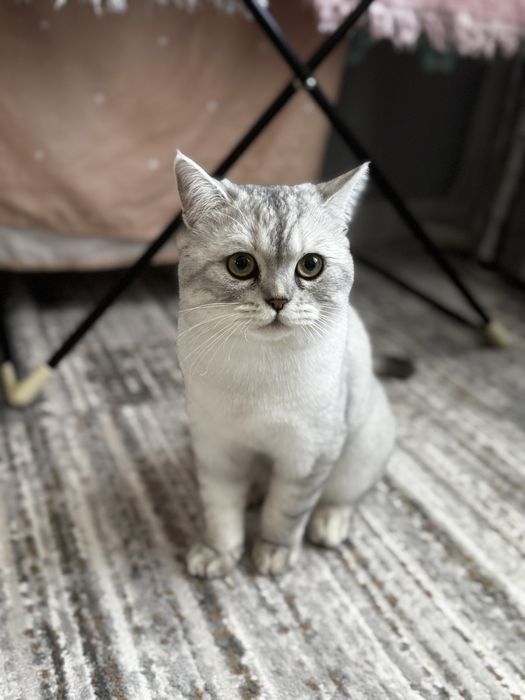 Кот шишншила окрас серебро